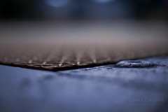Silver-Shadow-F174