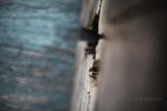 Pallets, timber, weathered, peeling paint, faded paint textures