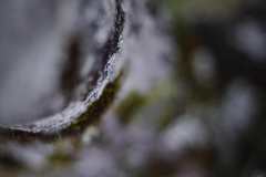 Silver-Shadow-F192